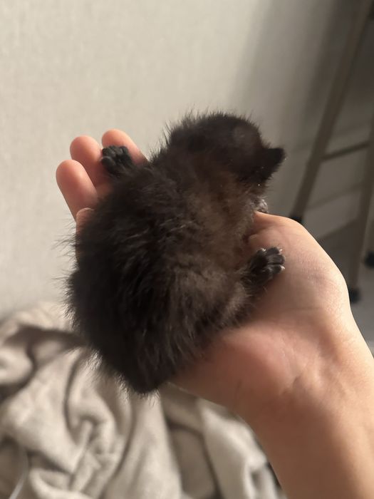 котикк маленький