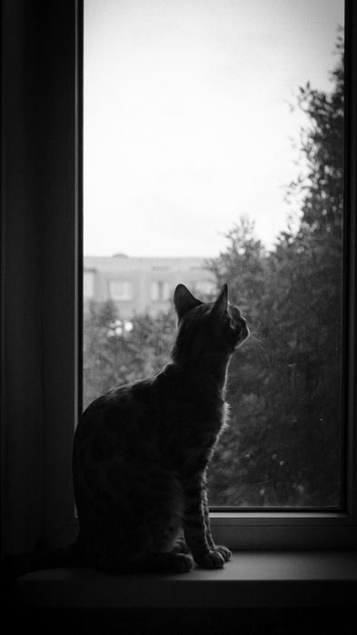 Продам кота - бенгала
