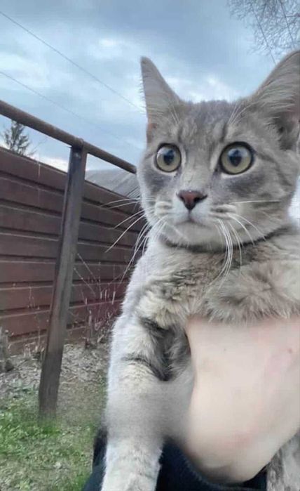 Найден кот. Хозяин, забери!