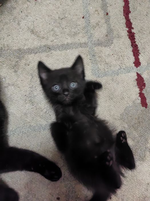 Отдам котенка в добрые руки