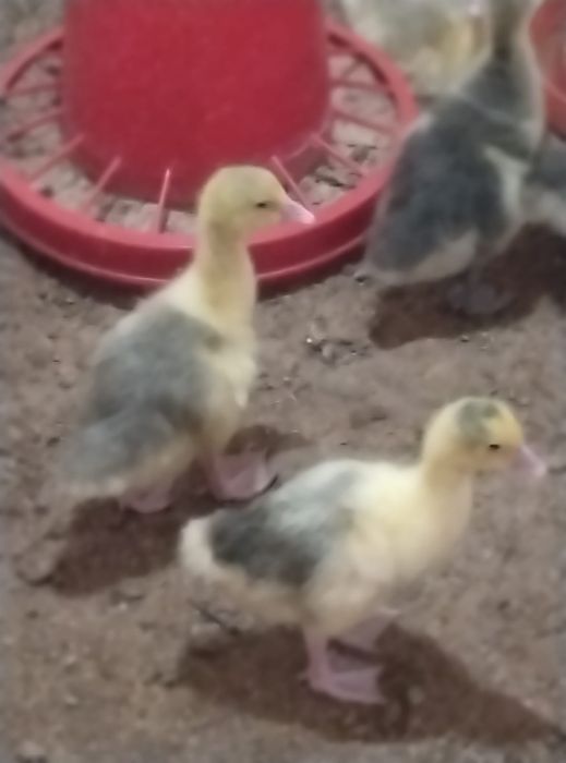 Продам гусят породы Линда