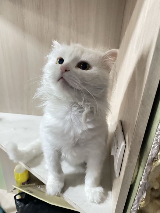 Отдам 2ух кошек и кота в добрые руки.