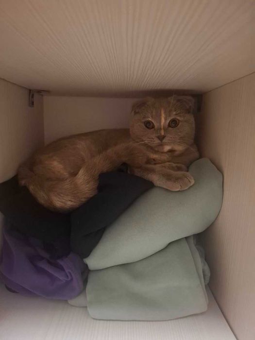 Skotish fold sotiladi qiz