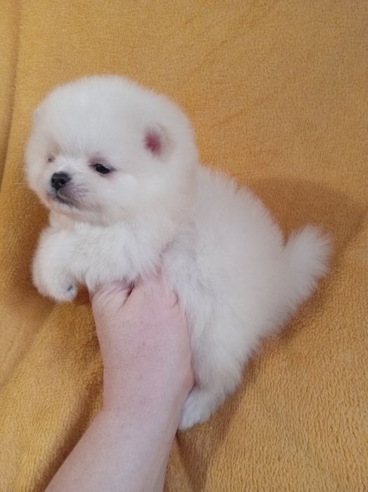 Продам щенка шпица