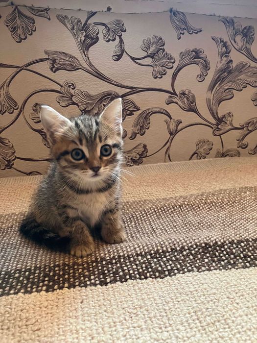 Отдам котят в добрые руки