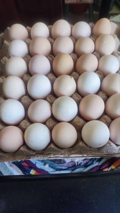 Продаю домашние куриные яйца