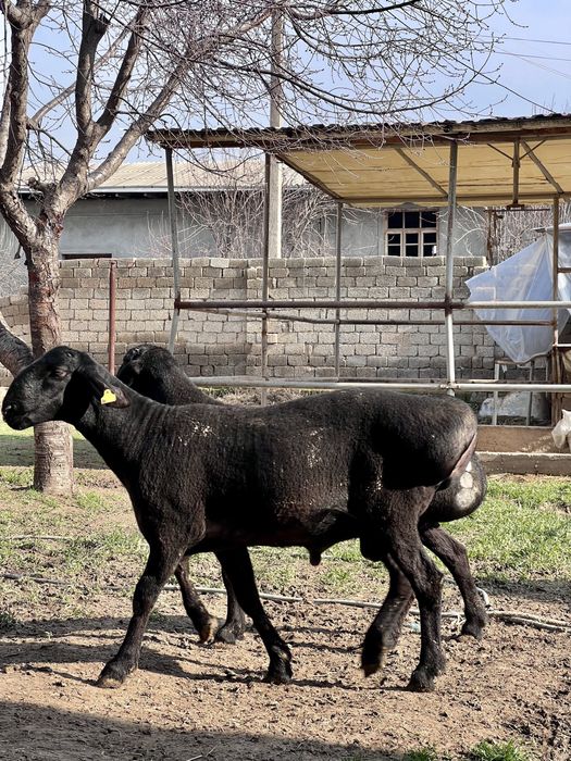 Qo’y, Qo’chqor , Qoylar, Кучкар, Куй .