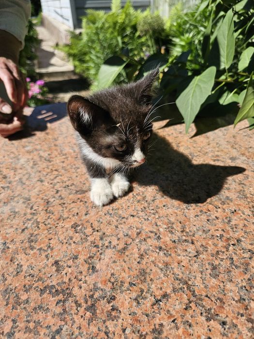 Котенок(мальчик) в добрые руки