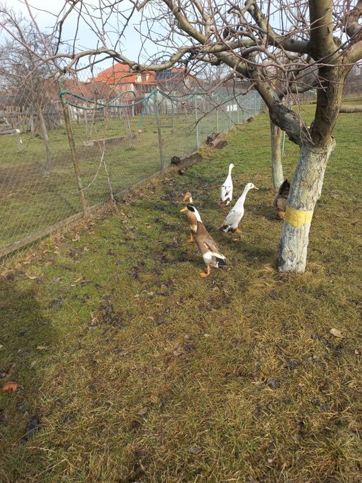 Oua de rate indiene  pentru incubat