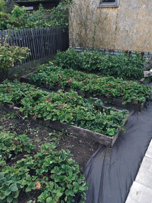 Продам дачу садовое общество Эврика-Гудок