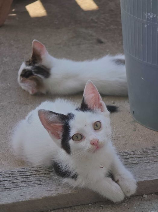 3 Новородени Котета