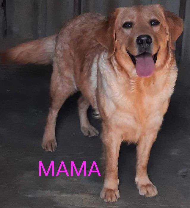 Бронирование на щенков Голден ретривер