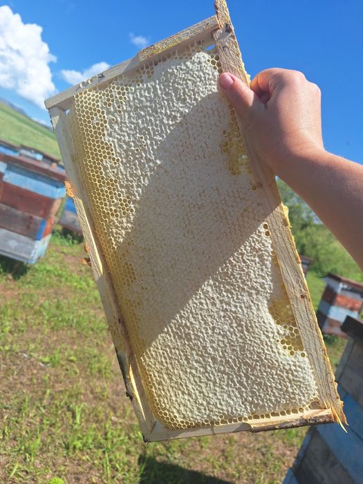 Продам мёд разнотравье