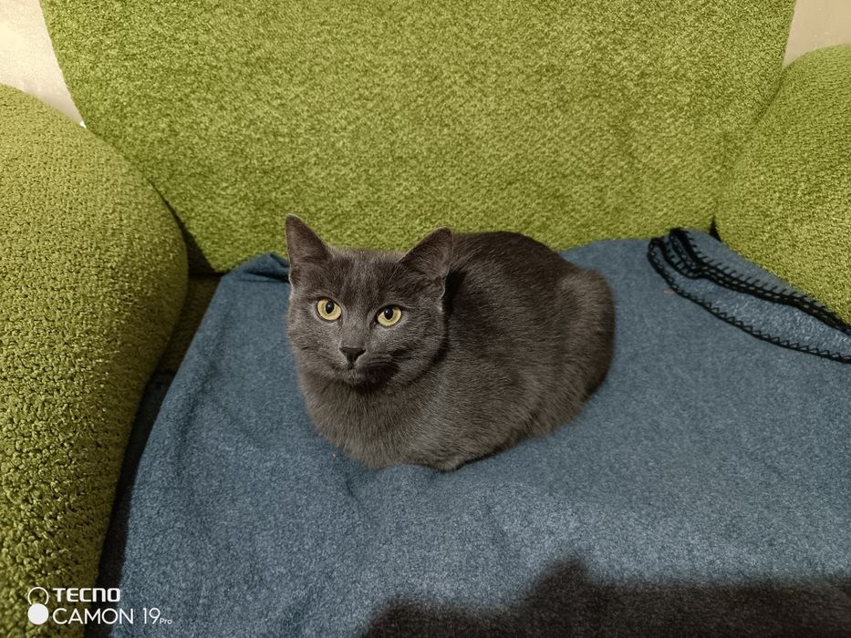 Срочно продаются кошки породы Скотиш страйт-12 месячные