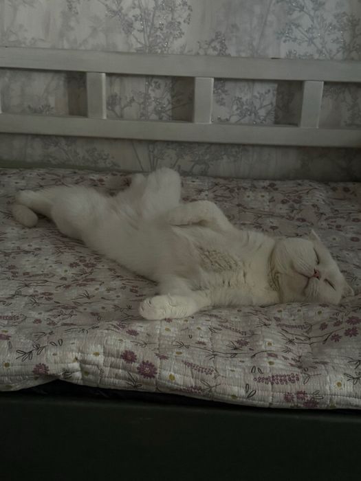 Кот, Шотландский