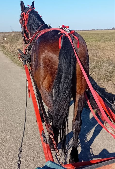 Iapă trapasă garantată