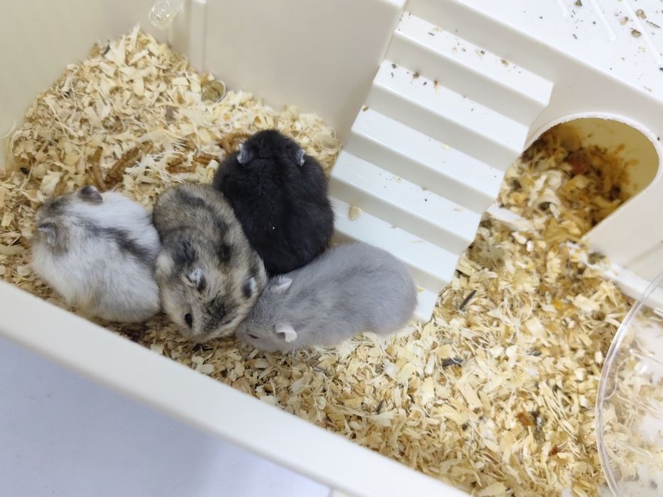 4 pui de  hamster
