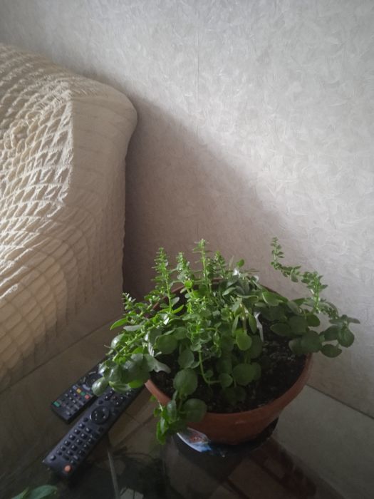 Домашние растения