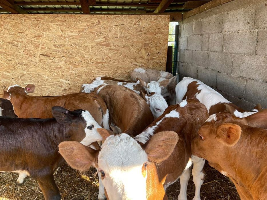 Viței de rasă – livrare în toată România