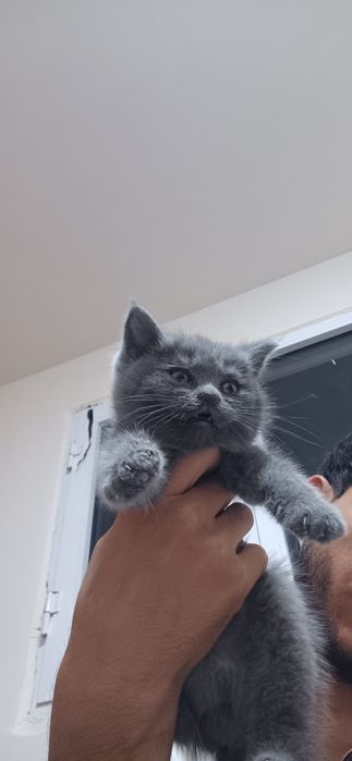 Scottish fold va straight