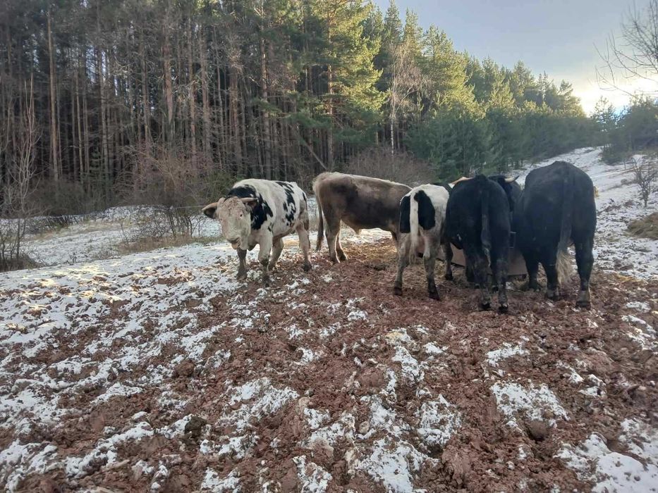 Продавам БИО телета