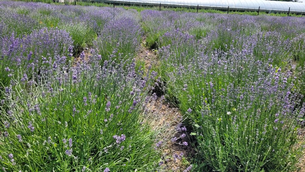 Tufe Lavanda Bucuresti