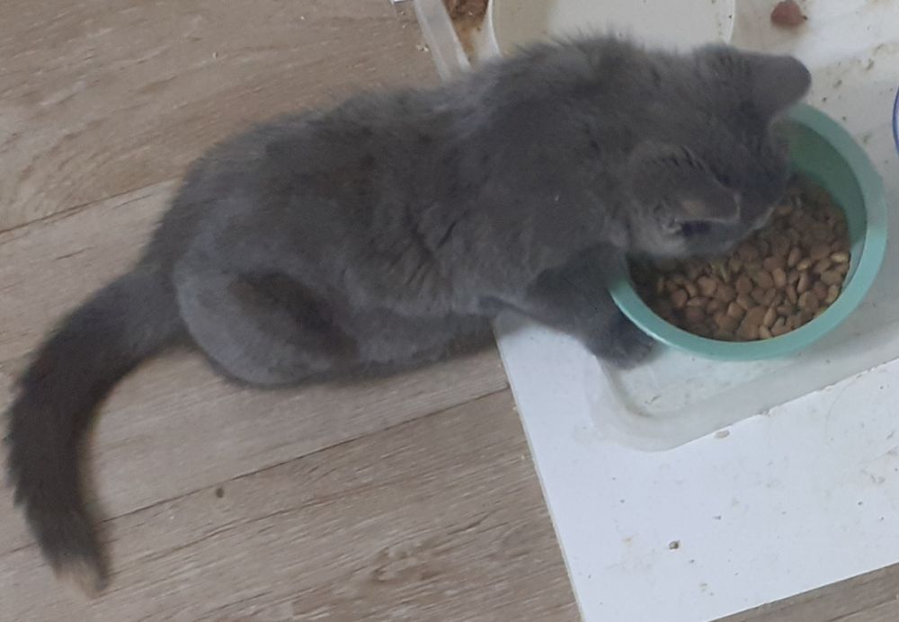 Продам Чистокровную Британку.