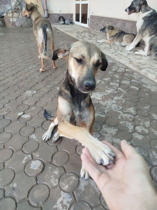 Пристраивается собака девочка