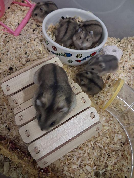 Donez pui de hamsteri
