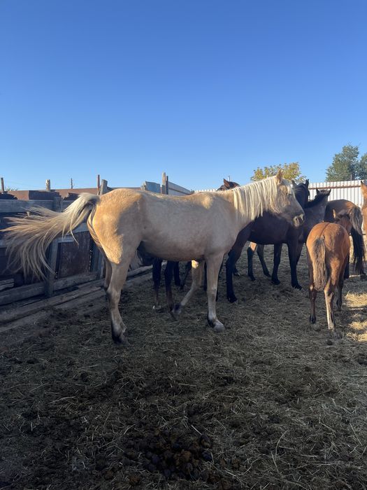 Үиір жылқы сатылады 29 бас