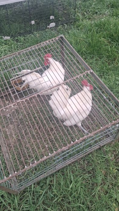 Vând Cocoşi de 6 luni