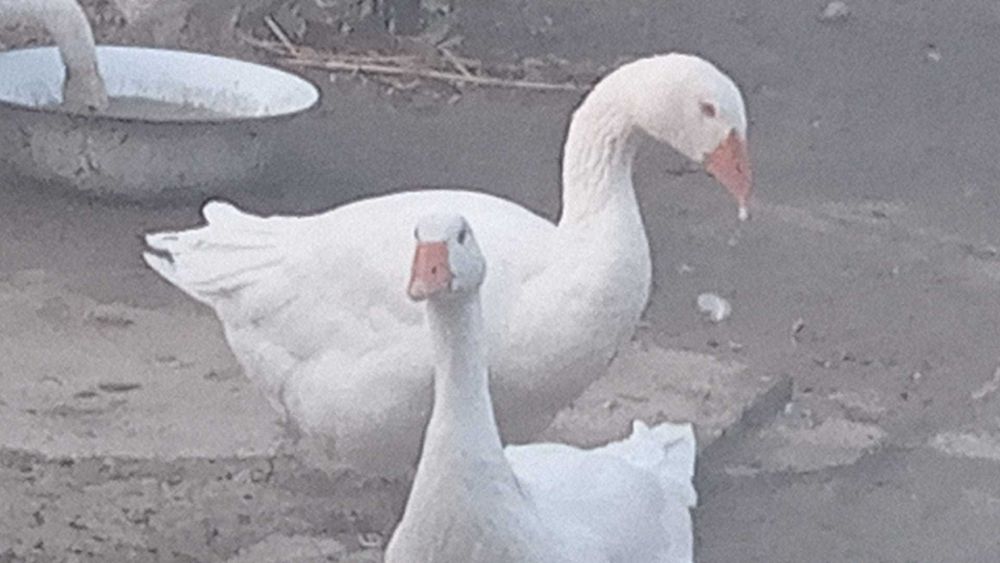 Vand Gaste crescute natural,Belciugatele 20 Km distanta de Bucuresti