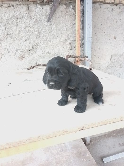 Spanel kucukcla sotiladi toza zot