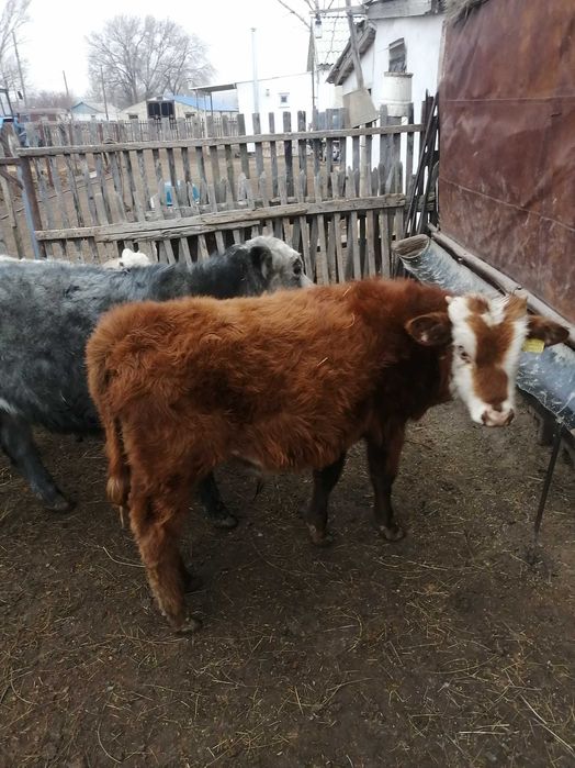 продам телят подсосных