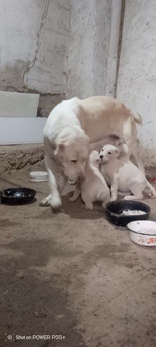 Продаю щинят алабая