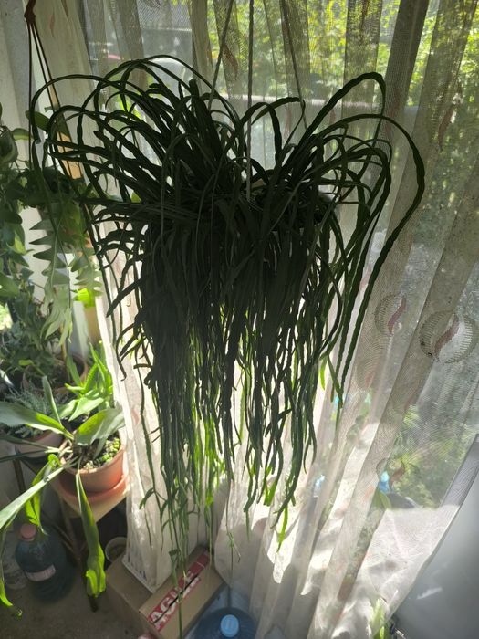 Lepismium Bolivianum