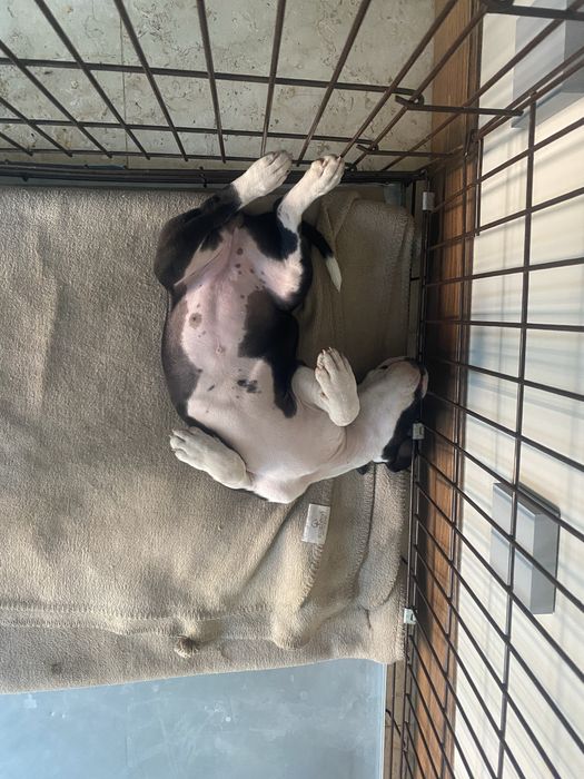 Отдам питбуля-девочку