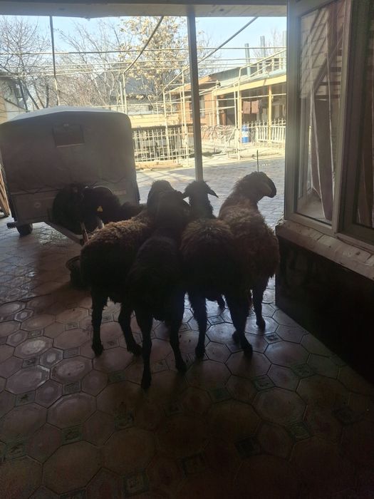 Тоқты Қошқарлар бар