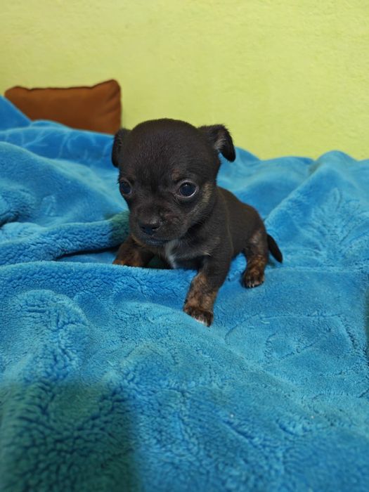 chihuahua mi ' Animale de companie ' OLX.ro