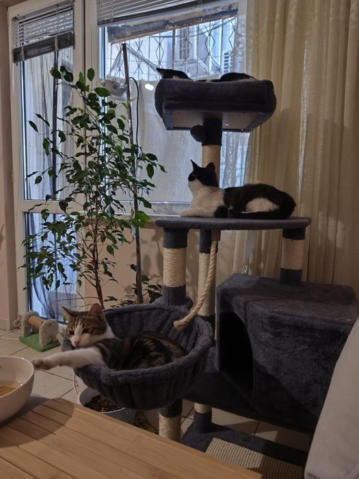 Момче и момиче две котета от улицата търсят  своя човек