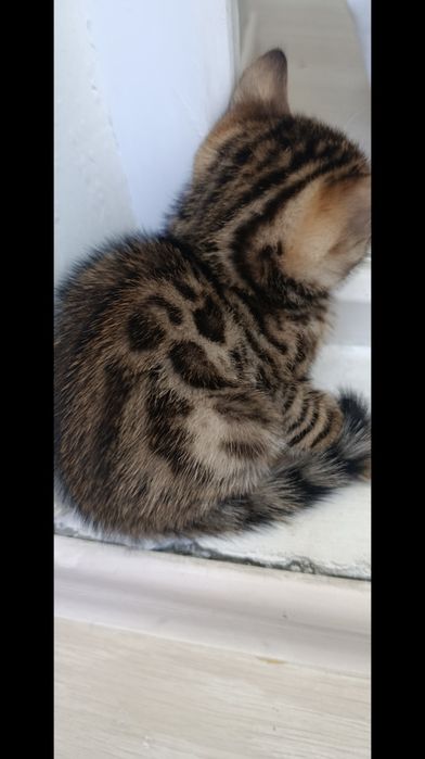 Продам бенгальских котят 120000 тг.