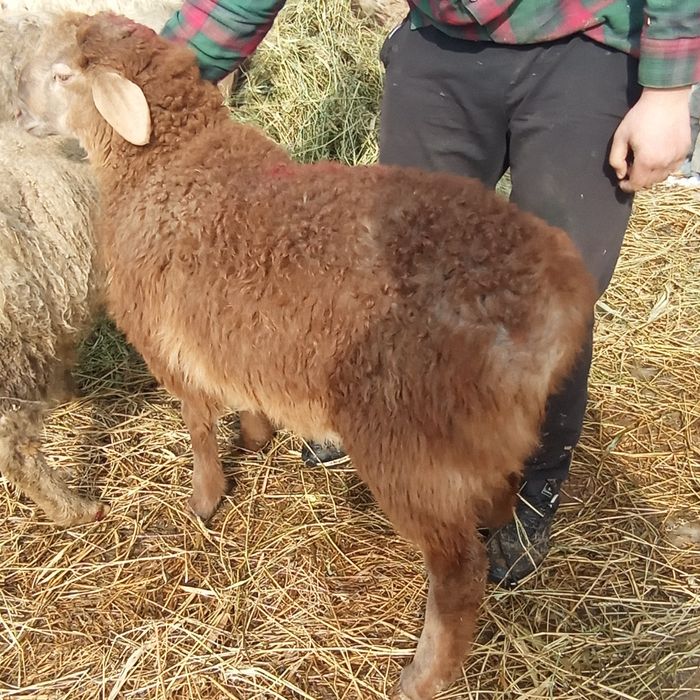 Продаются бараны жирные 24/7