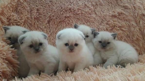 Котята блю поинты Шотландца