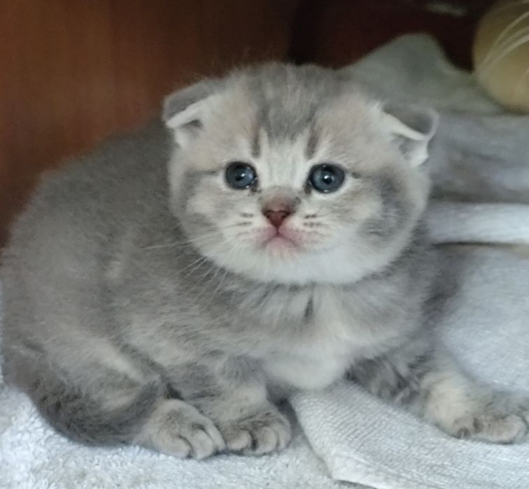 Подарок. Породистые котята