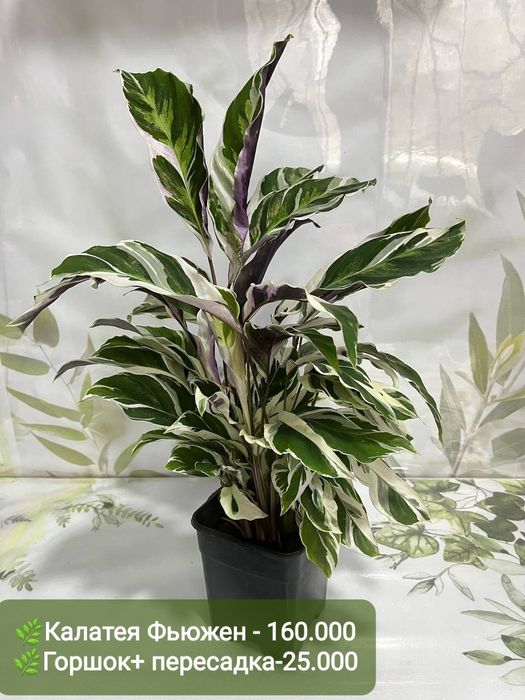 Антуриумы разных сортов