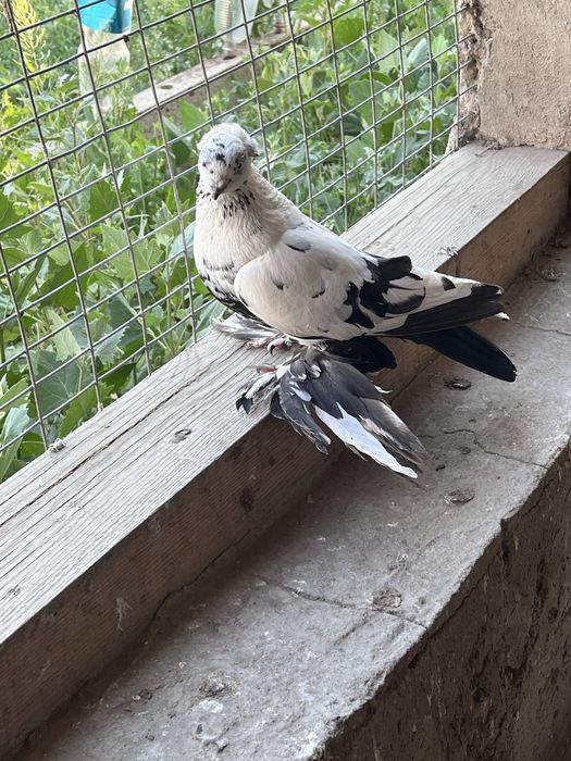 продается соч, самец