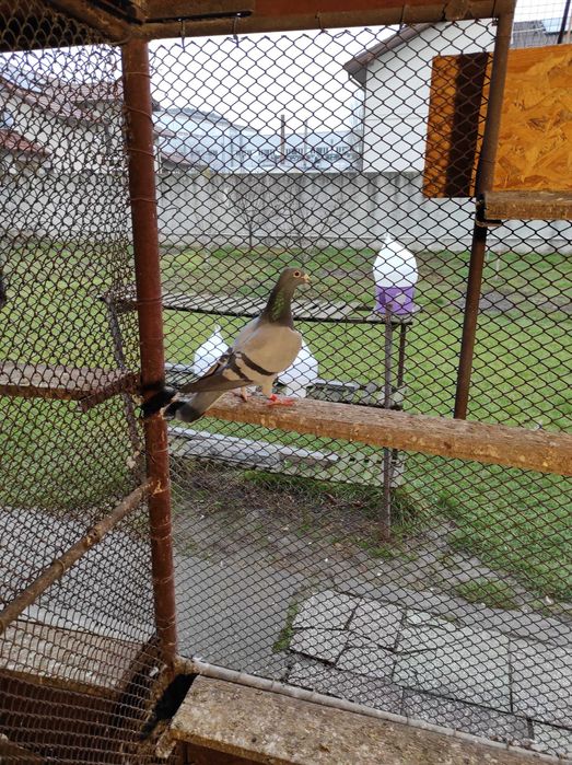 Porumbei voiajori, femele, concurs