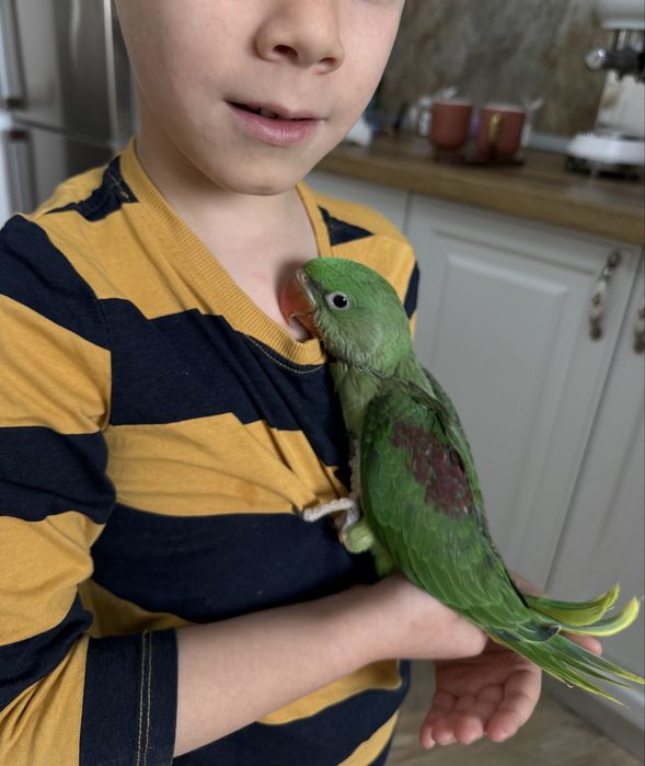 Papagali vorbitori puiuti blanzi micul alexandru Marele Alexandru