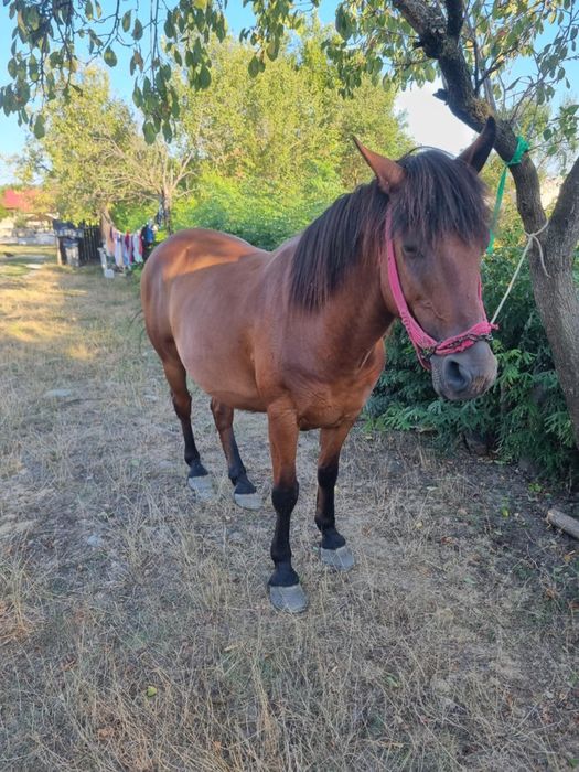 Vând cal vârstă 10 ani