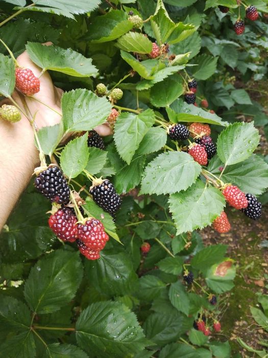 Vindem Butași de Mure